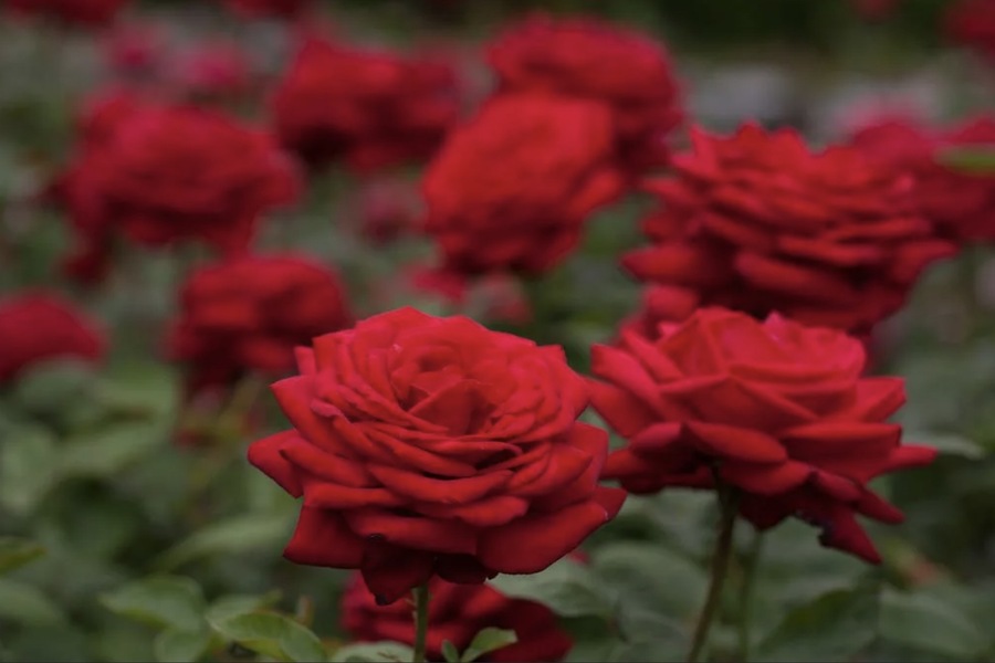 How the UAE’s Climate Affects the Quality and Availability of Red Roses